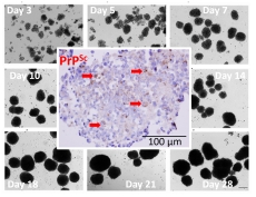 BacterioLab